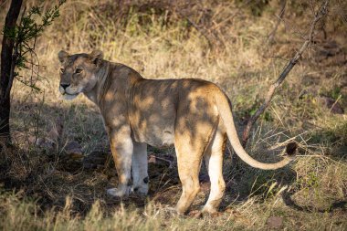 Aslanlar Zebra Leoparları Zebra Zürafa Vahşi Canavarı ve Serengeti 'nin diğer Afrika Hayvanları