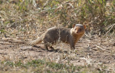Aslanlar Zebra Leoparları Zebra Zürafa Vahşi Canavarı ve Serengeti 'nin diğer Afrika Hayvanları