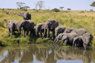 Aslanlar Zebra Leoparları Zebra Zürafa Vahşi Canavarı ve Serengeti 'nin diğer Afrika Hayvanları