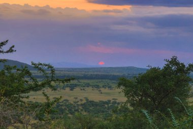 Aslanlar Zebra Leoparları Zebra Zürafa Vahşi Canavarı ve Serengeti 'nin diğer Afrika Hayvanları