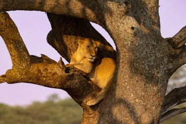 Aslanlar Zebra Leoparları Zebra Zürafa Vahşi Canavarı ve Serengeti 'nin diğer Afrika Hayvanları