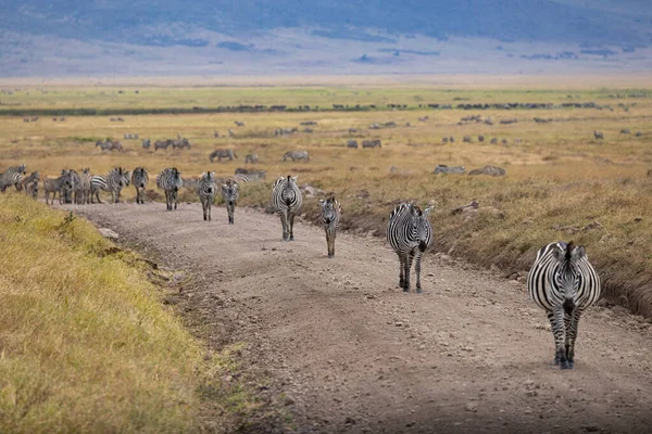 Leeuwen Zebra Cheetah Luipaarden Zebra Giraffe Wildebeest Andere Afrikaanse Animalen Rechtenvrije Stockfoto's