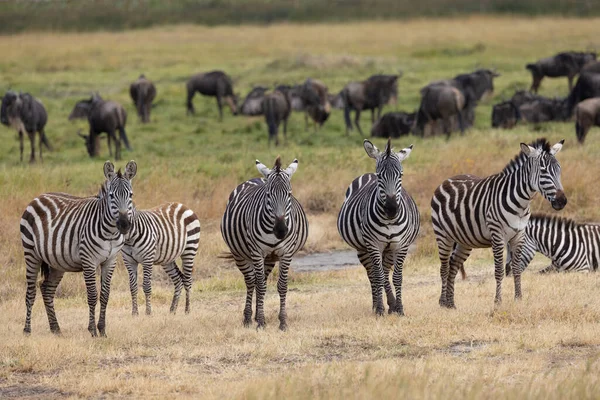 Löwen Zebras Geparden Leoparden Zebra Giraffen Gnus Und Andere Afrikanische Stockbild