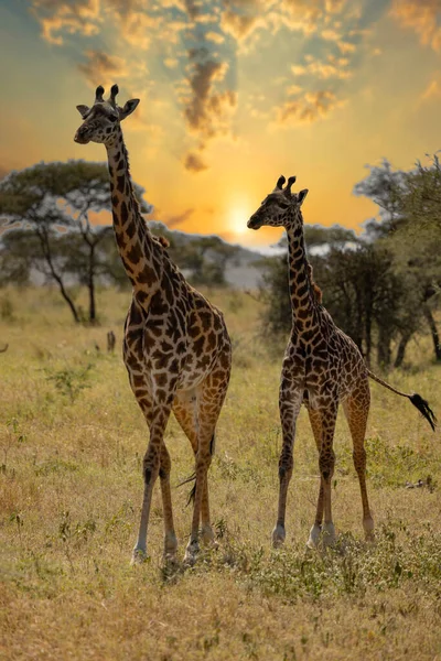 Leeuwen Zebra Cheetah Luipaarden Zebra Giraffe Wildebeest Andere Afrikaanse Animalen Stockfoto