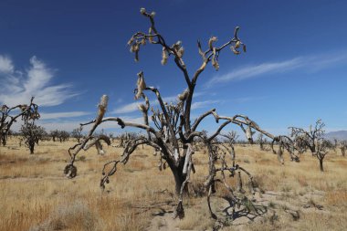 Mojave Desert, Mojave National Preserve. Desert, Sand Dunes, California