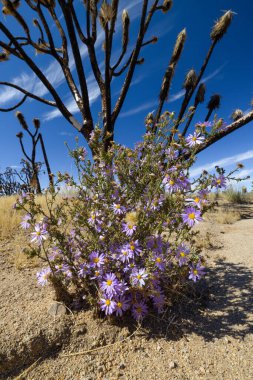 Mojave Desert, Mojave National Preserve. Desert, Sand Dunes, California