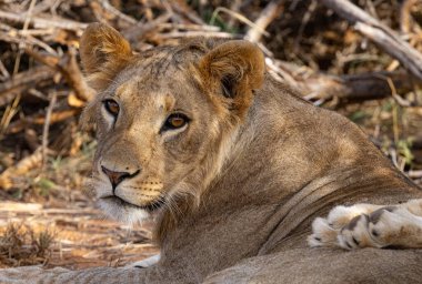 Genç aslan, Loisaba Elewana Özel Rezervi, Kenya