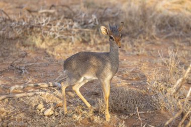 Dik Dik, Loisaba Elewana Özel Rezervi, Kenya
