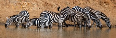 Zebra içme suyu, Loisaba Elewana Özel Rezervi, Kenya