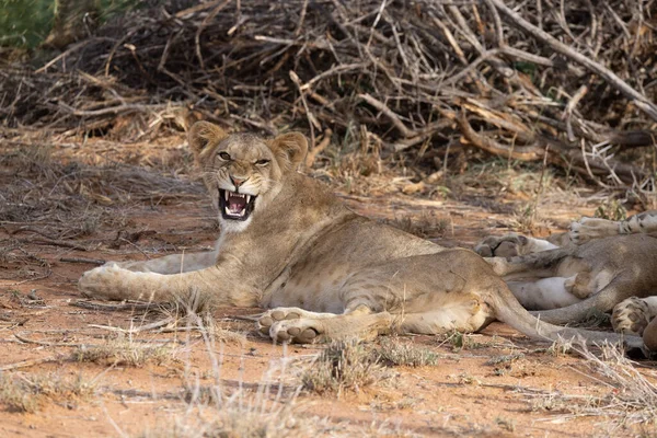 Νεαρό Λιοντάρι Loisaba Elewana Private Reserve Κένυα — Φωτογραφία Αρχείου