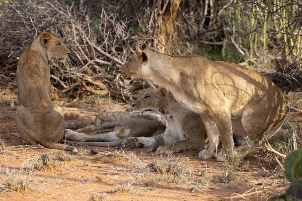 Νεαρό Λιοντάρι Loisaba Elewana Private Reserve Κένυα — Φωτογραφία Αρχείου