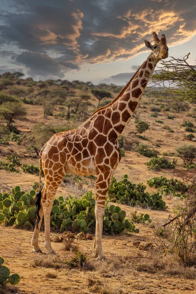 Giraffa Reticolata Aquila Pescatrice Juevenile Con Uccisione Manguste Riserva Privata — Foto Stock