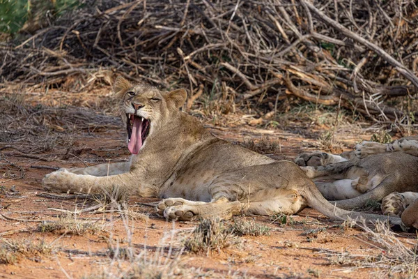 若いライオン ケニアのLoisaba Elewanaプライベートリザーブ — ストック写真