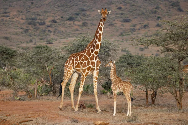Rehkitz Und Ausgewachsene Netzgiraffe Loisaba Elewana Private Reserve Kenia — Stockfoto
