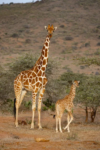 Fawn Adult Reticulated Giraffe Loisaba Elewana Private Reserve Kenya — Stock Photo, Image