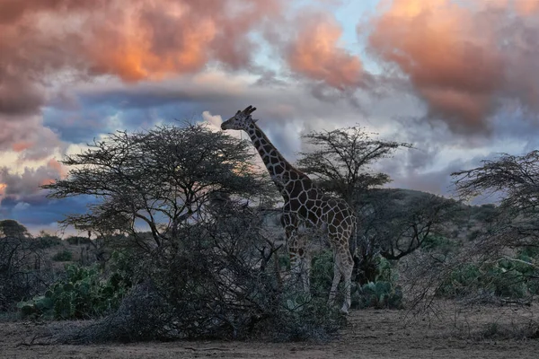 Giraffa Reticolata Riserva Privata Loisaba Elewana Kenya — Foto Stock