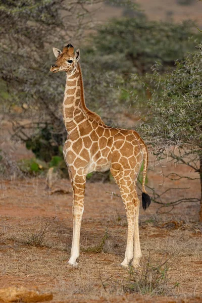 Fawn Adult Reticulated Giraffe Loisaba Elewana Private Reserve Keňa — Stock fotografie