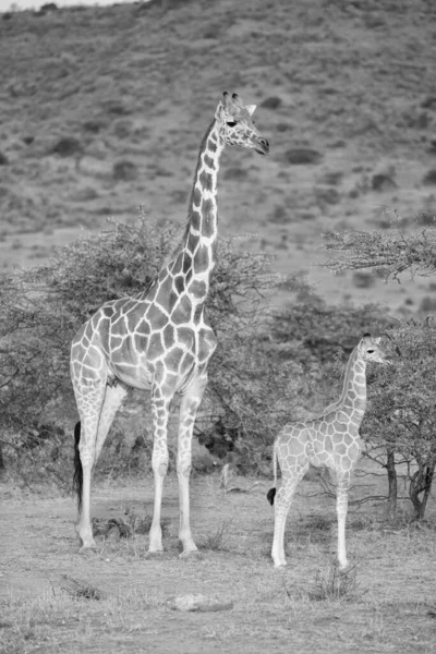Fawn Adult Reticulated Giraffe Loisaba Elewana Private Reserve Kenya — Foto Stock