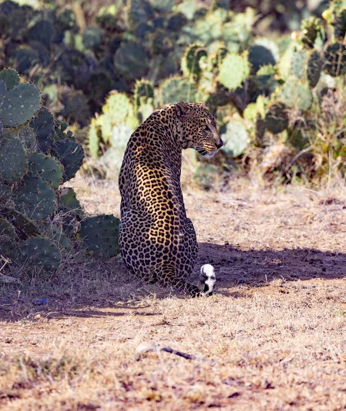 Léopard Africain Réserve Privée Loisaba Elewana Kenya — Photo