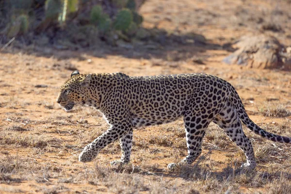 Leopardo Africano Loisaba Elewana Private Reserve Quénia — Fotografia de Stock