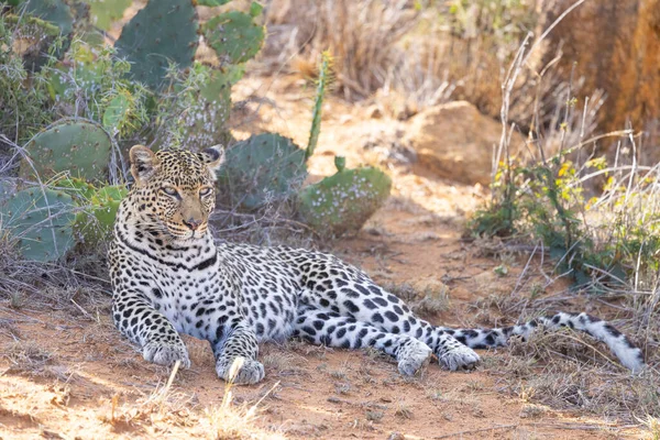 Африканский Леопард Loisaba Elewana Private Reserve Кения — стоковое фото