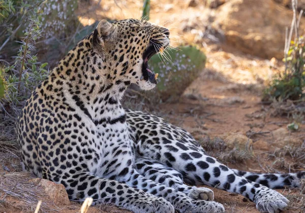 African Leopard Loisaba Elewana Private Reserve Kenya — Stock Photo, Image