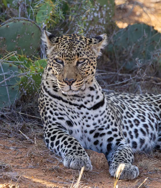 African Leopard Loisaba Elewana Private Reserve Kenya — Stock Photo, Image