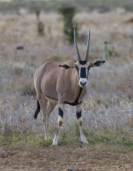 Oryx Loisaba Elewana Private Reserve Kenia — Zdjęcie stockowe