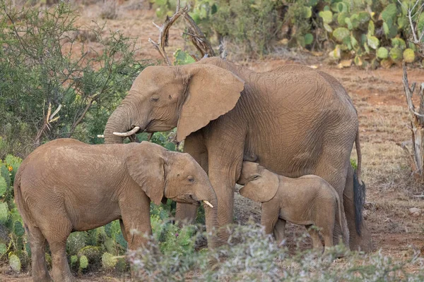 Família Elefantes Com Bebê Amamentando Loisaba Elewana Private Reserve Quênia — Fotografia de Stock