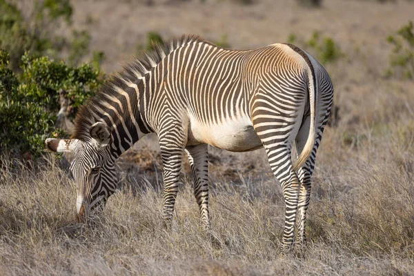 Grevy Zebra Loisaba Elewana私人保留地 肯尼亚 — 图库照片