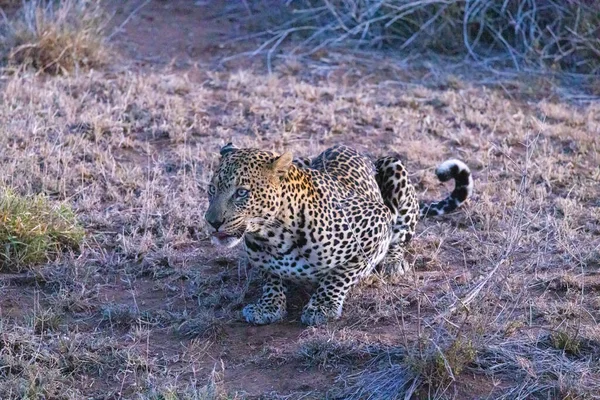 Leopardo Africano Riserva Privata Loisaba Elewana Kenya — Foto Stock
