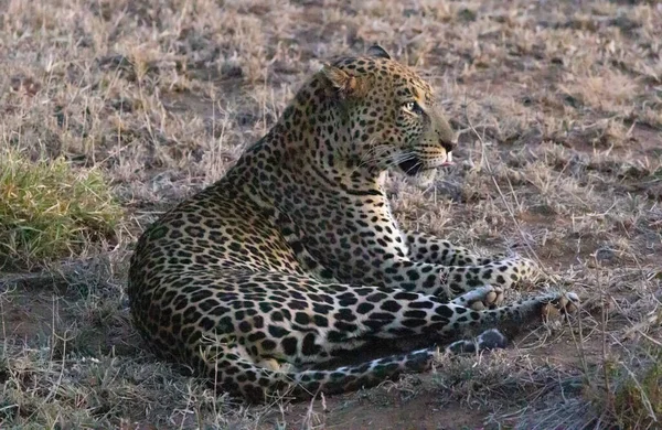 Leopardo Africano Reserva Privada Loisaba Elewana Kenia —  Fotos de Stock