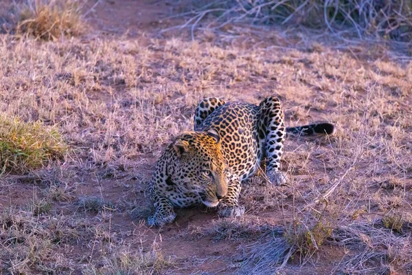 Leopardo Africano Loisaba Elewana Private Reserve Quénia — Fotografia de Stock