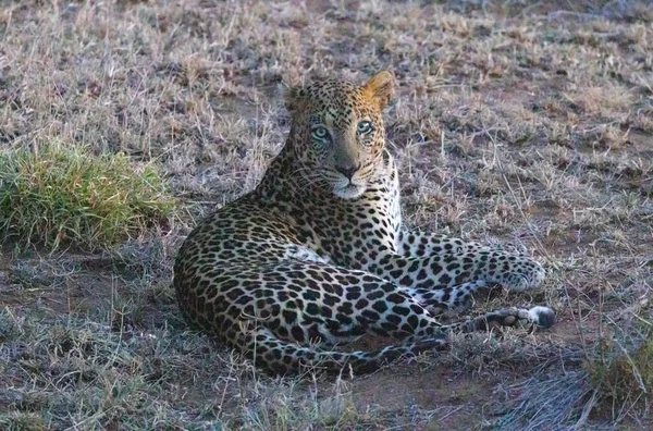 Африканский Леопард Loisaba Elewana Private Reserve Кения — стоковое фото