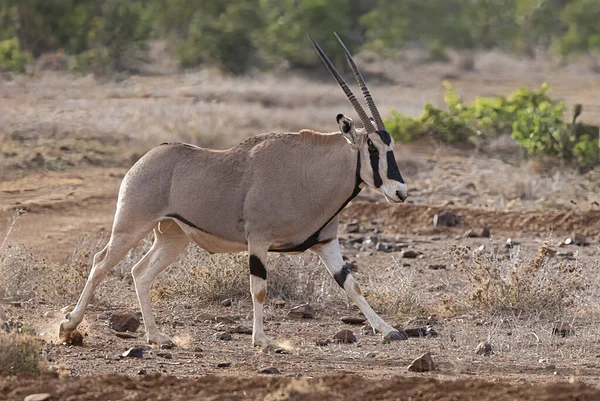 Oryx Reserva Privada Loisaba Elewana Kenia —  Fotos de Stock
