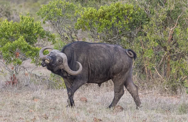 Cabo Buffalo Cinco Grandes Reserva Privada Loisaba Elewana Kenia — Foto de Stock