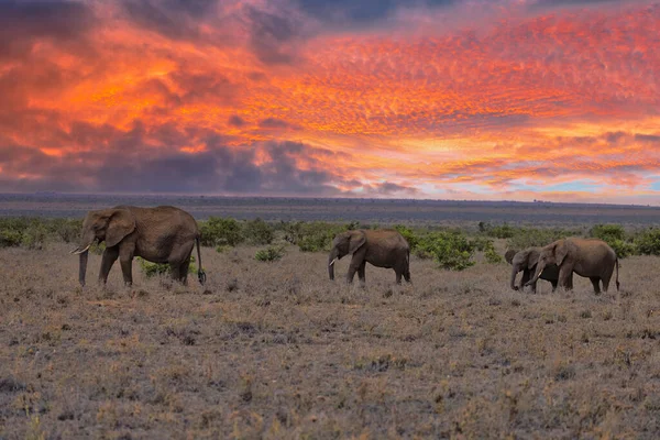 Elefante Africano Reserva Privada Loisaba Elewana Kenia — Foto de Stock