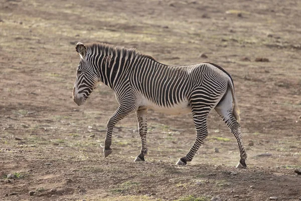 Rare Grevy Zebra Reserva Privada Loisaba Elewana Kenia —  Fotos de Stock