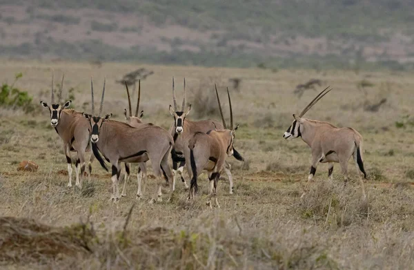 Rebanho Oryx Loisaba Elewana Private Reserve Quénia — Fotografia de Stock