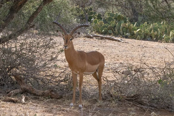 Maschio Impala Riserva Privata Loisaba Elewana Kenya — Foto Stock