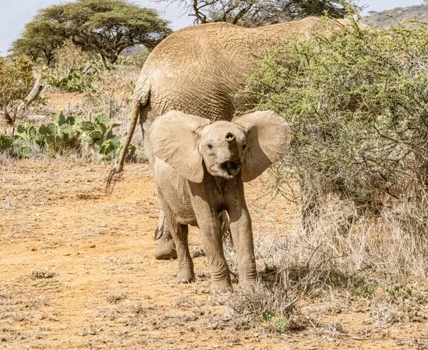 Matka Dziecko Słoń Loisaba Elewana Private Reserve Kenia — Zdjęcie stockowe
