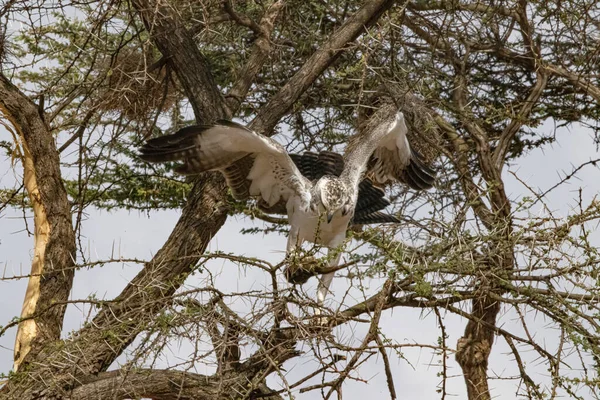 Juevenile Fish Eagle Loisaba Elewana Private Reserve Quênia — Fotografia de Stock