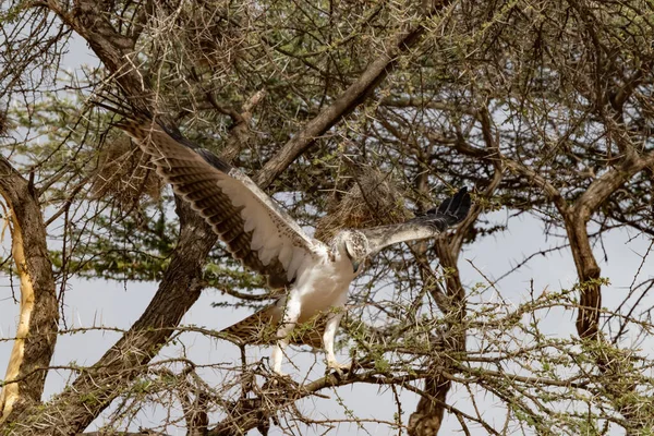 Juevenile Fish Eagle Mongoose Kill Loisaba Elewana Private Reserve Quênia — Fotografia de Stock