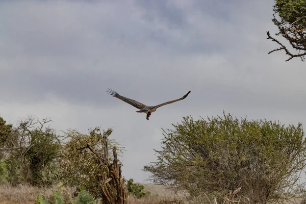 Juevenile Fish Eagle Mongoose Kill Loisaba Elewana Private Reserve Quênia — Fotografia de Stock