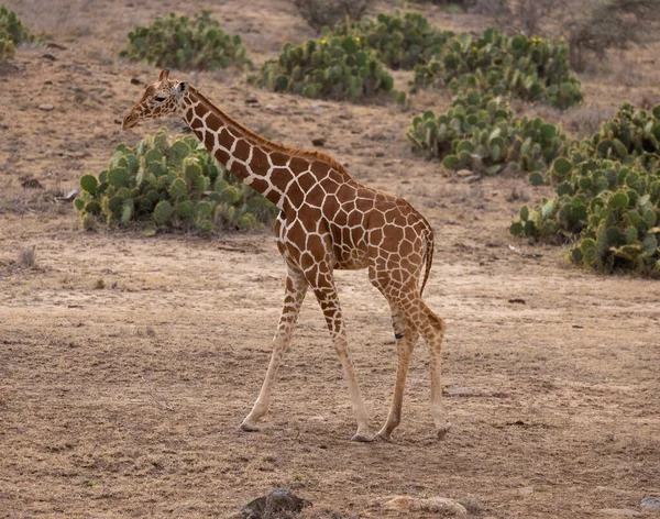 Girafa Reticulada Águia Peixes Juvenis Com Morte Mangusto Reserva Privada — Fotografia de Stock