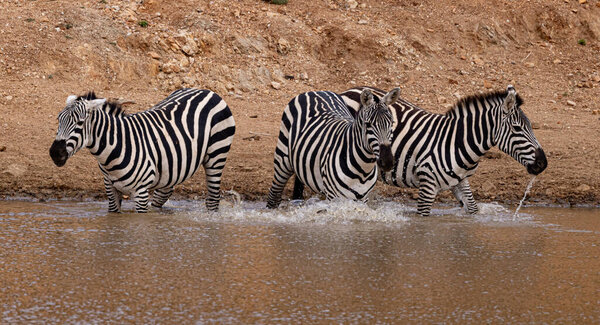 Zebra drinkling water, Loisaba Elewana Private Reserve, Kenya