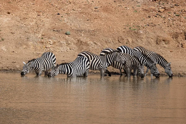 Zebra Dricksvatten Loisaba Elewana Private Reserve Kenya — Stockfoto