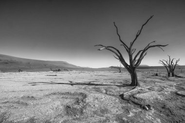 Deadvlei, Sossusvlei Moun Namib Naukluft Ulusal Parkı, Namibya