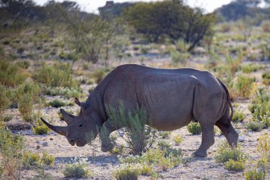 Etosha Ulusal Parkı 'nda Büyük 5 Siyah Gergedan