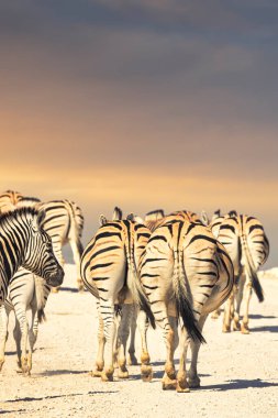 Zebra Etosha Ulusal Par 'da